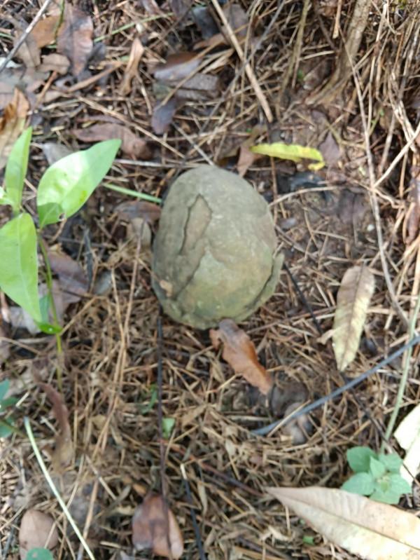 像不像活化石 像不像活化石