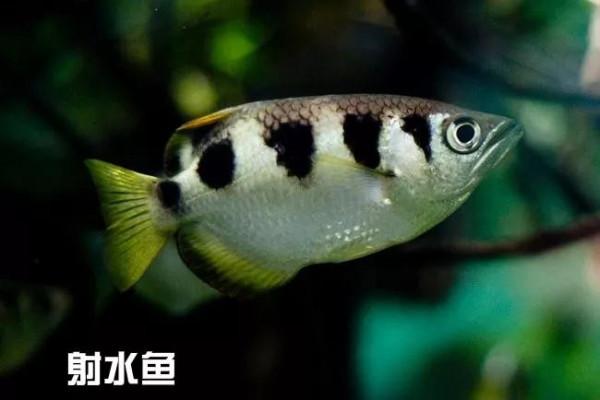 魚類家族的神射手—射水魚