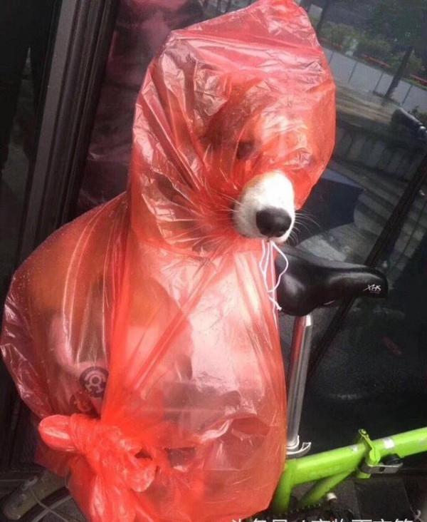 你必須知道的秋季寵物預防各類疾病的良方 你必須知道的秋季寵物預防各類疾病的良方