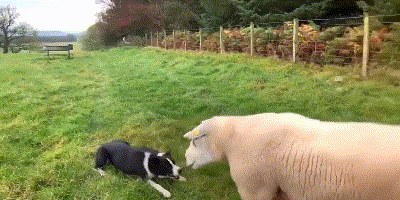 如 何 讓 一 只 邊 牧 失 去 尊 嚴 如 何 讓 一 只 邊 牧 失 去 尊 嚴