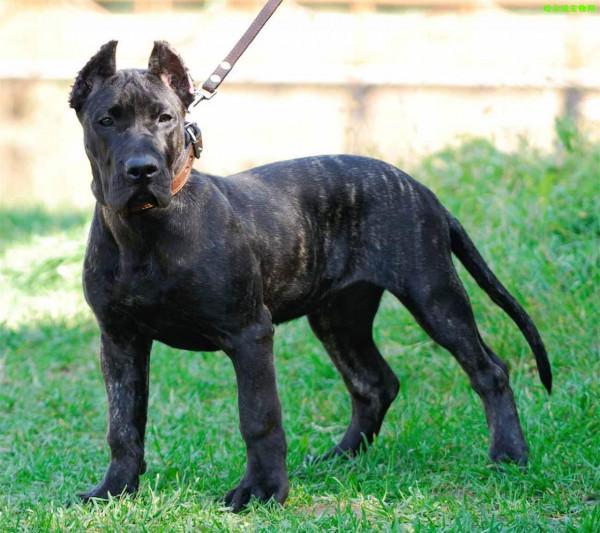 狗狗性格排行榜:最“溫順”的3種狗和最“兇”的3種狗 狗狗性格排行榜:最“溫順”的3種狗和最“兇”的3種狗