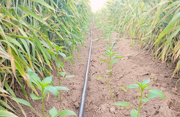 辣椒5G智慧農業物聯網大資料平臺丨水肥一體化控制系統