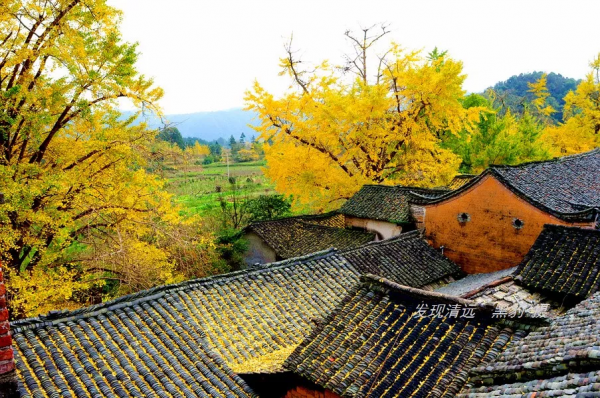 這裡才是銀杏的海洋，2021年廣西銀杏觀賞全攻略