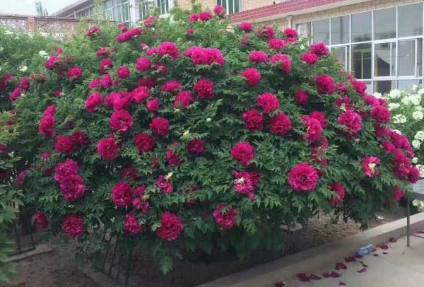 “壽命長”的11種花，好養寓意好，越養越值錢