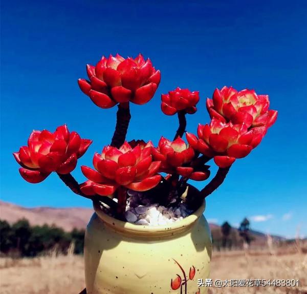 現在快養8種多肉，上色出狀態就變紅，寓意著紅紅火火過大年