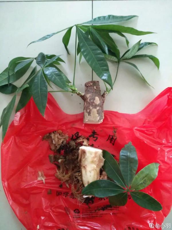 平時的“貴貨花”，路邊扔了一卡車，趕緊撿回家