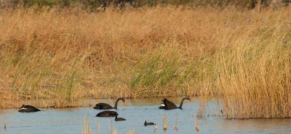 初冬，園博園引來黑天鵝