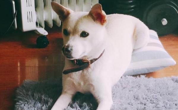 這6種狗狗，身體味道不大，適合家裡養