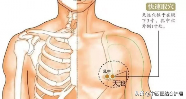 「經絡養生科普」十二經筋/經絡之手厥陰（心包）筋經