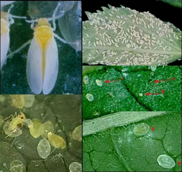 防治根結線蟲、枯萎病、根腐病，超好用的用藥配方