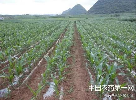 玉米高產種植新模式“大壟雙行雙株” 玉米高產種植新模式“大壟雙行雙株”