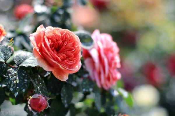 茶花有&OpenCurlyDoubleQuote;5怕&rdquo;，避開了葉子油亮，花朵鮮豔