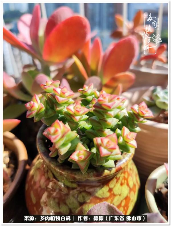 廣東的多肉陽臺:生命不息,折騰不止 廣東的多肉陽臺:生命不息,折騰不止