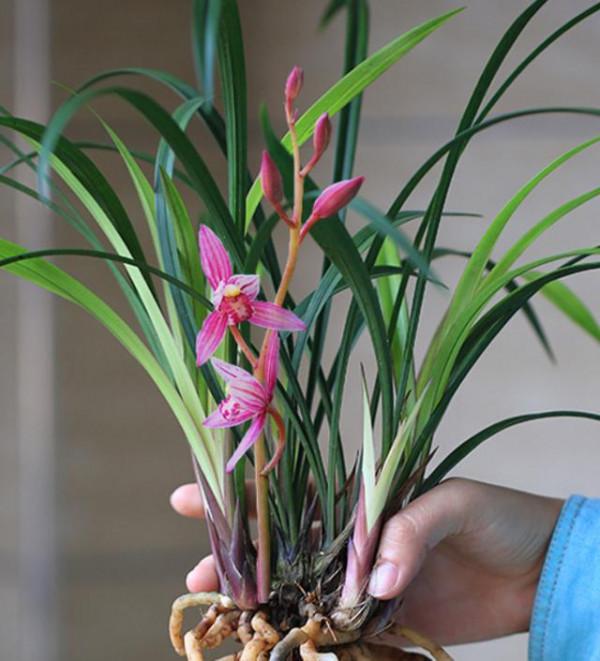 16種耐陰花，就算陽光不足，也能年年生長、開花