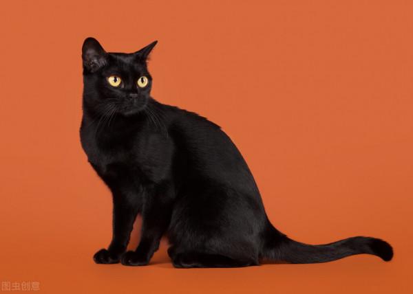 貓咪的壽命有多久？你家貓主子能陪你多少年？｜再見寶貝寵物關愛