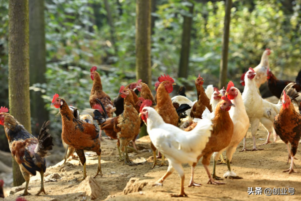 創業小專案投資小見效快，適合農村的創業好專案