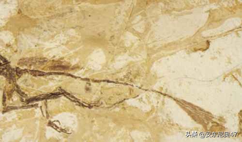 出現在中國的原始鳥類