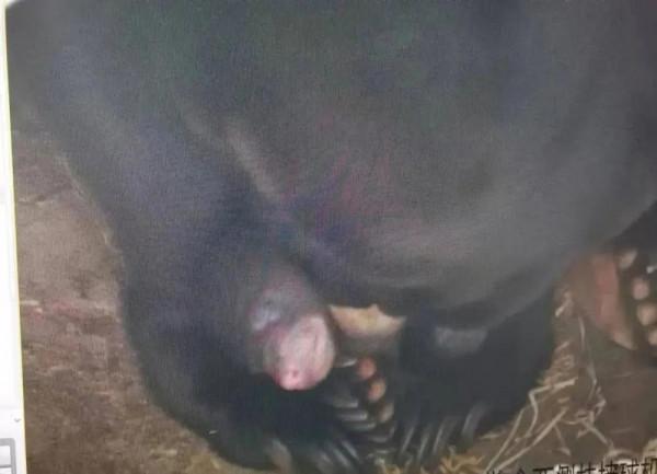 瀕危程度高於大熊貓，廣州動物園的“熊孩子”滿月啦