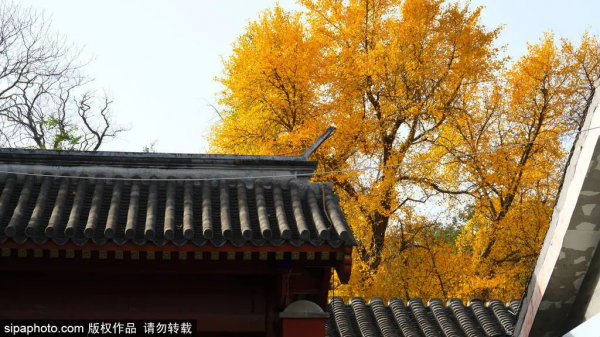 靜享安寧!北京這些寺廟裡,藏著最最最詩意的秋天 靜享安寧!北京這些寺廟裡,藏著最最最詩意的秋天