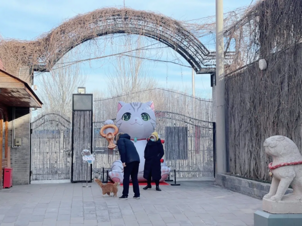 小貓咪都是怎樣&OpenCurlyDoubleQuote;爭寵&rdquo;的？