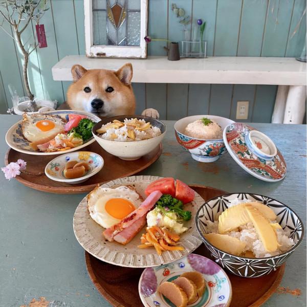 日本網友家的柴犬貪吃又可愛，一人一犬，一日三餐的生活，很治癒