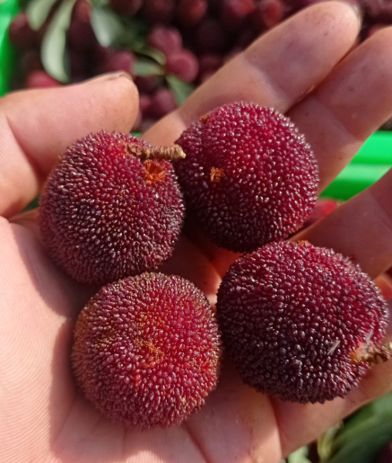 掌握6個養護步驟,放心吃楊梅,清洗也簡單 掌握6個養護步驟,放心吃楊梅,清洗也簡單