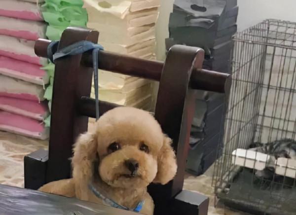 寵物店崩潰日常：太多“多多”了，你是哪家的多多