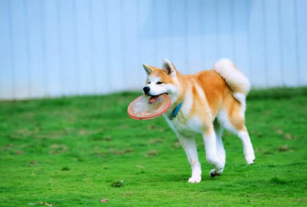 這6種狗，在城市禁止飼養，別傻傻不知道