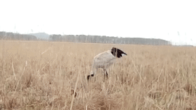 美麗的遇見細數那些“被偏愛”的大鳥