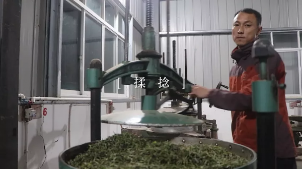 祁門紅茶製作工藝