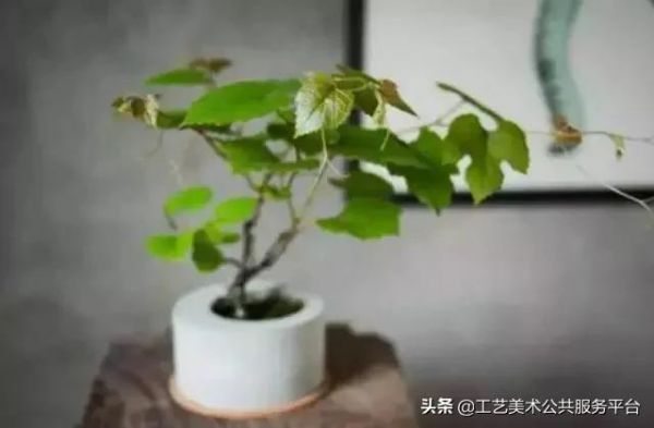 各類常見盆景,所代表的寓意 各類常見盆景,所代表的寓意