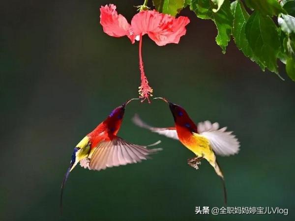 分享——35種罕見的鳥類