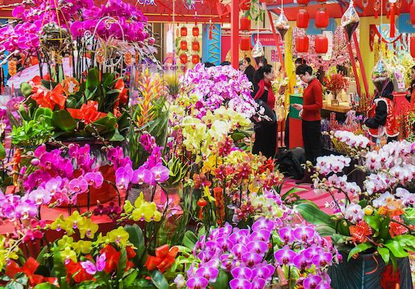 馬上就要過年了,還在為買什麼年宵花發愁嗎?推薦36種供你參考 馬上就要過年了,還在為買什麼年宵花發愁嗎?推薦36種供你參考