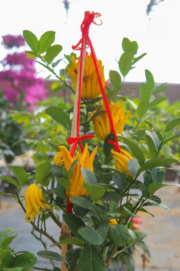 我們的節日 &vert; 給你的年味錦上添&OpenCurlyDoubleQuote;花&rdquo;！