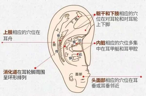 健康小站話養生|壓一壓這個神奇的部位,能降糖? 健康小站話養生|壓一壓這個神奇的部位,能降糖?