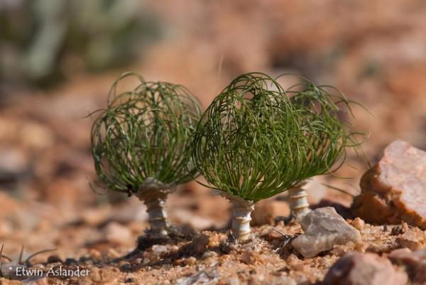 世界那麼大，多肉那麼美，我們一起去看看吧 | 南非多肉欣賞
