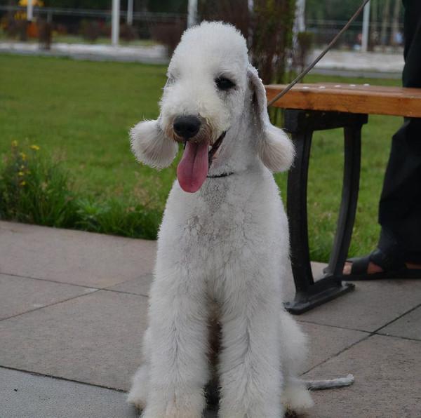 貝靈頓:現實版“披著羊皮的狼”,一隻狗擁有羊的外表,還會變色 貝靈頓:現實版“披著羊皮的狼”,一隻狗擁有羊的外表,還會變色