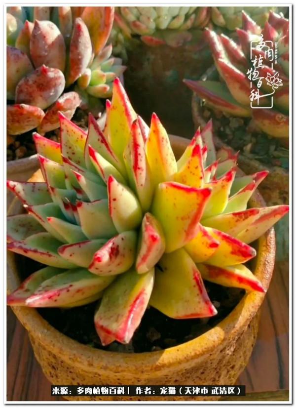 人生紛亂奈我幾何，與多肉相伴度年華