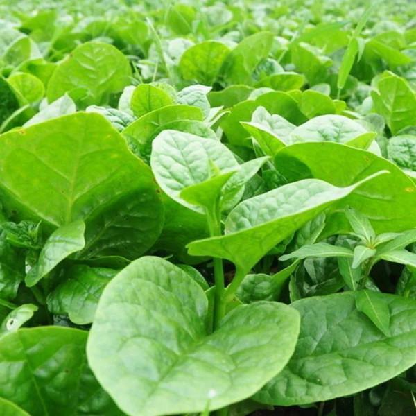 入冬後記得給孩子吃7種綠葉菜,維生素K含量高,價格也不貴 入冬後記得給孩子吃7種綠葉菜,維生素K含量高,價格也不貴