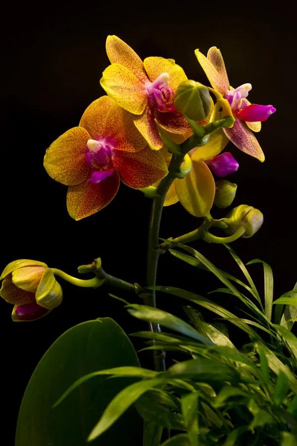 漂亮的蝴蝶蘭大全，顏色各異、姿態萬千