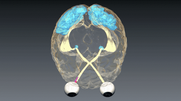 人類的大腦相當於多少G的記憶體？其實我們一直都低估了大腦的能力