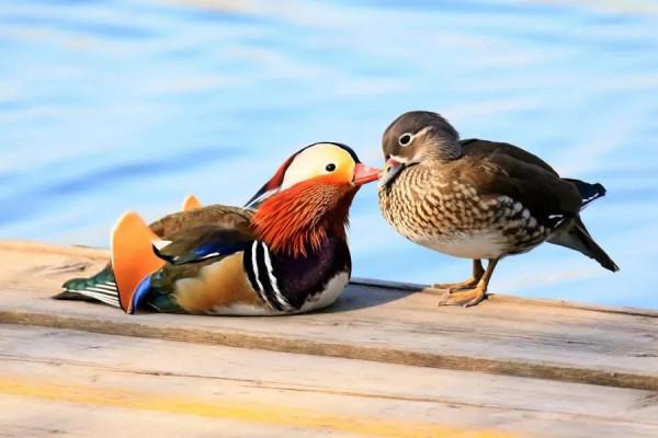 鴛鴦鳥精美圖片