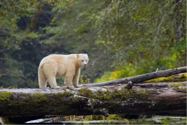 對於加拿大這隻網紅熊，我們必須要站出來闢謠了