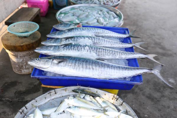 包鮁魚餃子時,牢記調餡小妙招,餃子鮮香味好,營養又好吃 包鮁魚餃子時,牢記調餡小妙招,餃子鮮香味好,營養又好吃