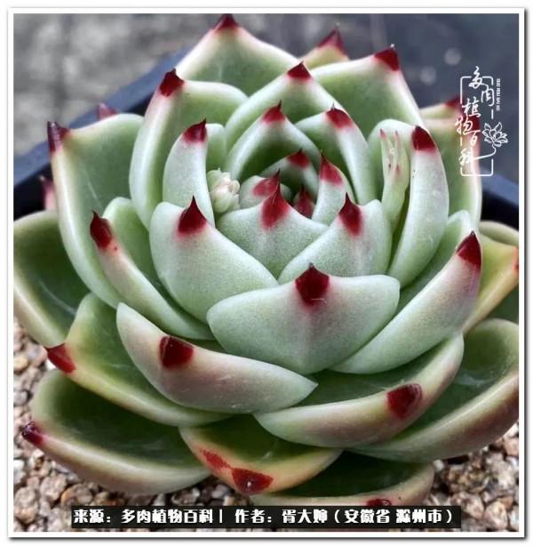 因多肉遇見滿滿的愛和美好，有多肉相伴，歲月生香