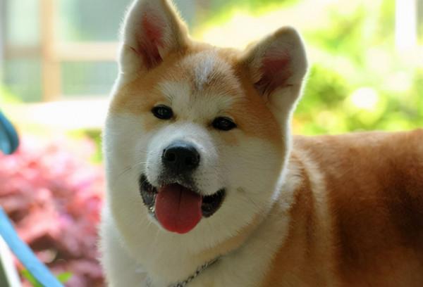 秋田犬缺乏微量元素,別亂補,這樣做就好 秋田犬缺乏微量元素,別亂補,這樣做就好