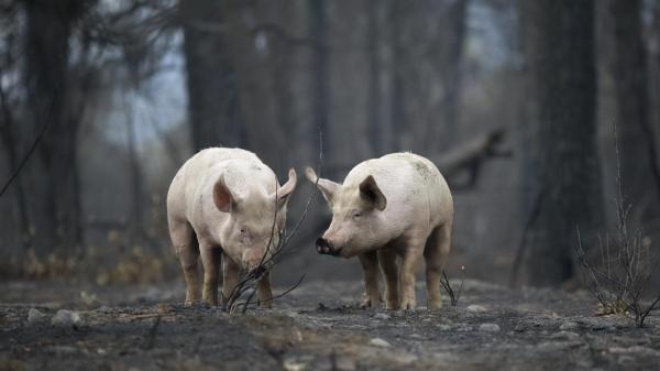 《帝國時代》的戰象為什麼從戰場上消失了？