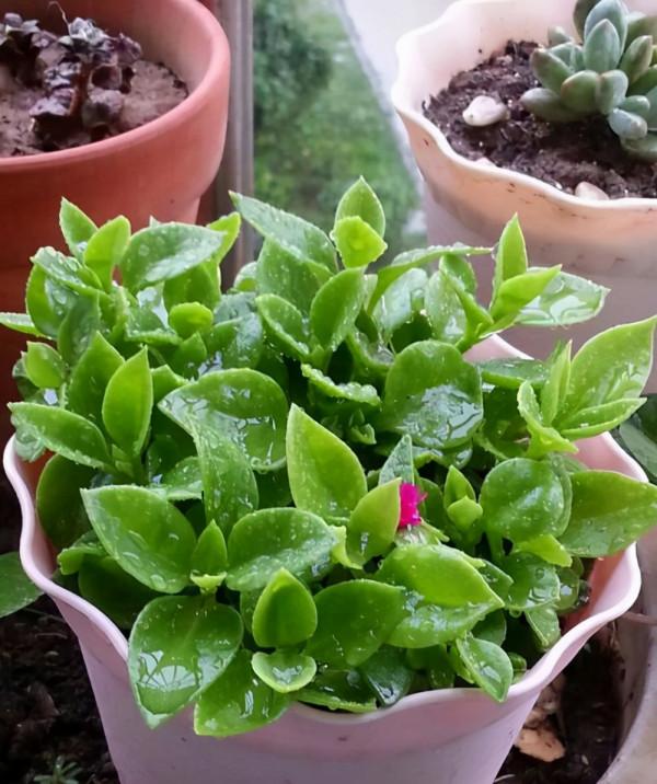 人養花,花亦養人!家居盆花20種,漂亮又實用,總有一款你喜歡 人養花,花亦養人!家居盆花20種,漂亮又實用,總有一款你喜歡