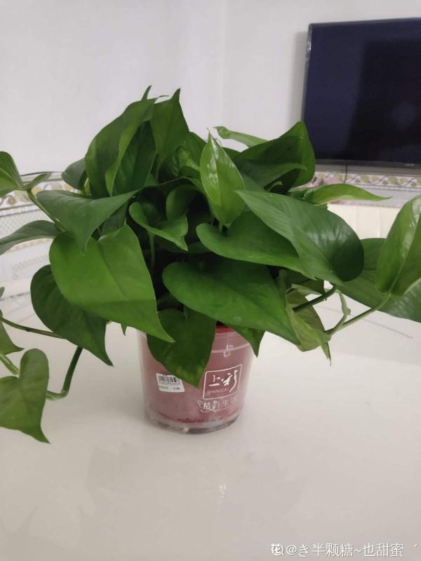 大葉子花就是“招財”，隨便養一盆，寓意好、安全感十足