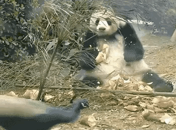 也有國寶熊貓不得意的時候